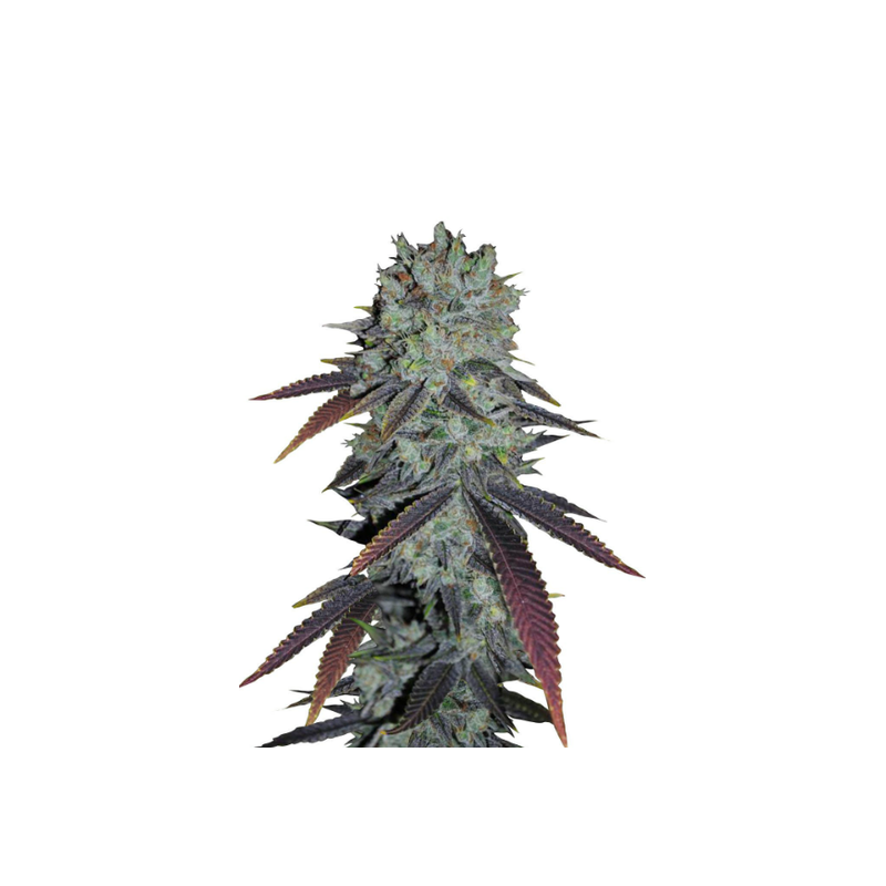 Fastberry, Фасовка: 1