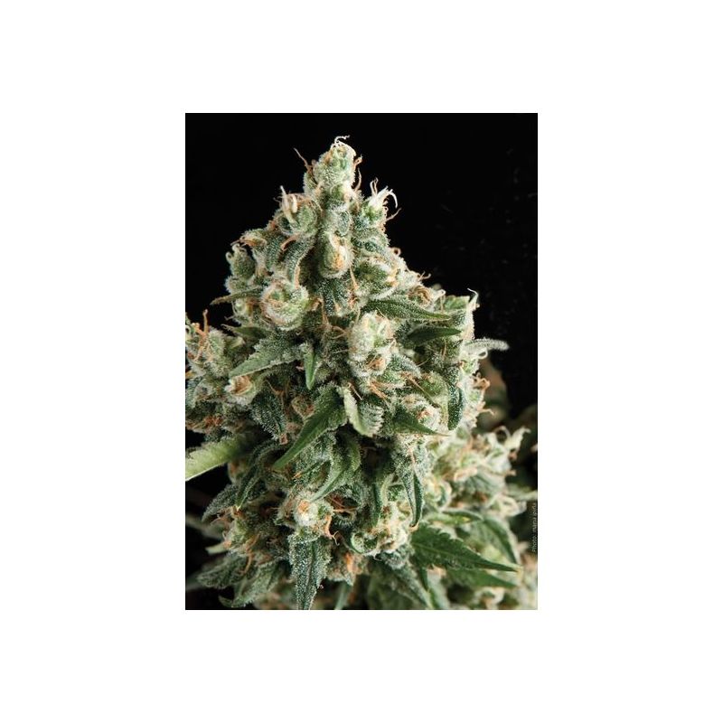 Auto Lennon, Фасовка: 1