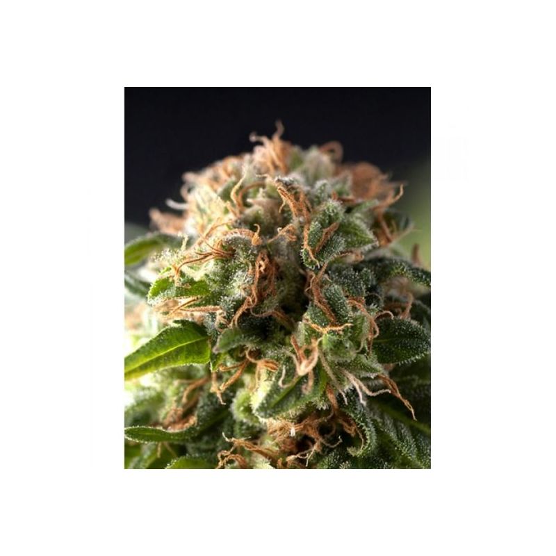 Auto Fresh Candy, Фасовка: 1