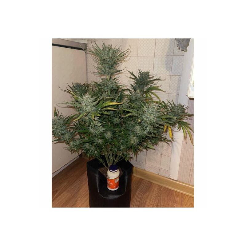 Mint Glue Auto, Фасовка: 10