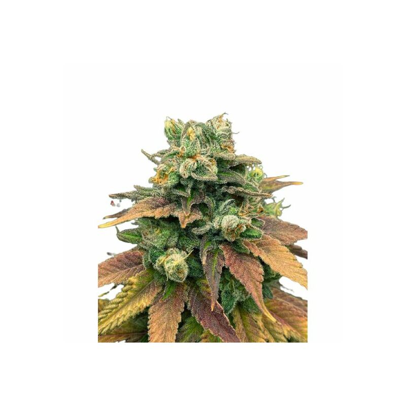 Auto Tangie genetics, Фасовка: 3+1