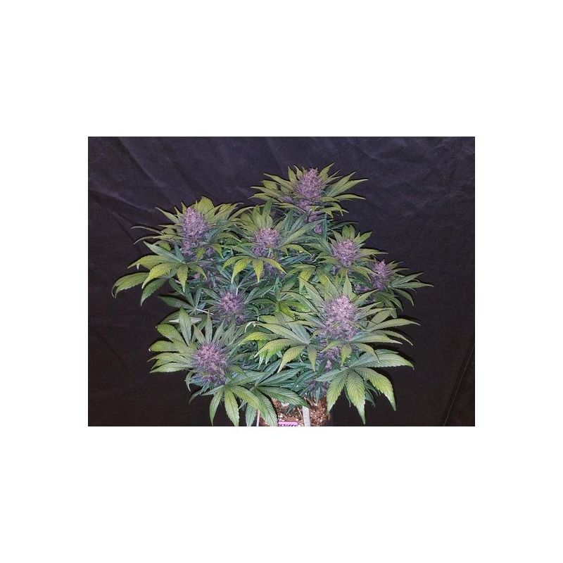 Blackberry, Фасовка: 1, изображение 3