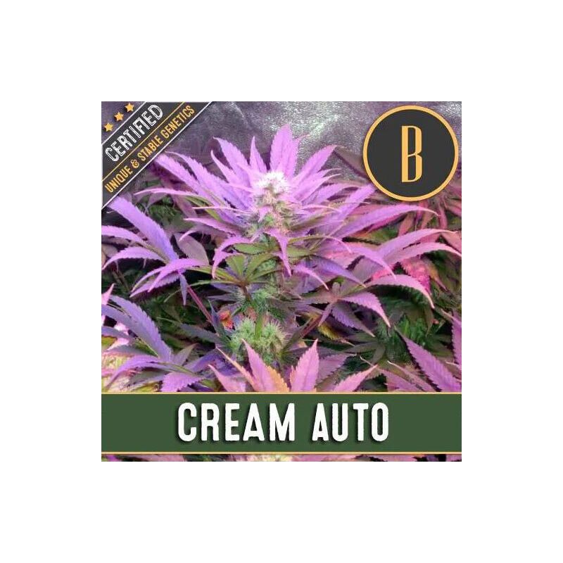 Auto Cream, Фасовка: 3