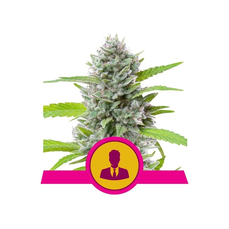 El Patron, Фасовка: 3