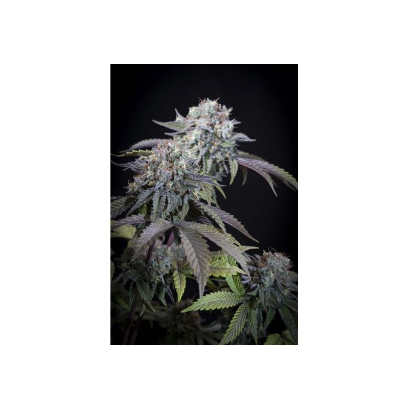 Gulupa, Фасовка: 10