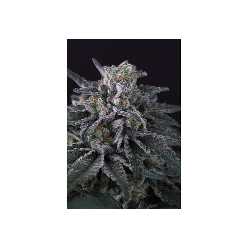 Gulupa, Фасовка: 10, изображение 3