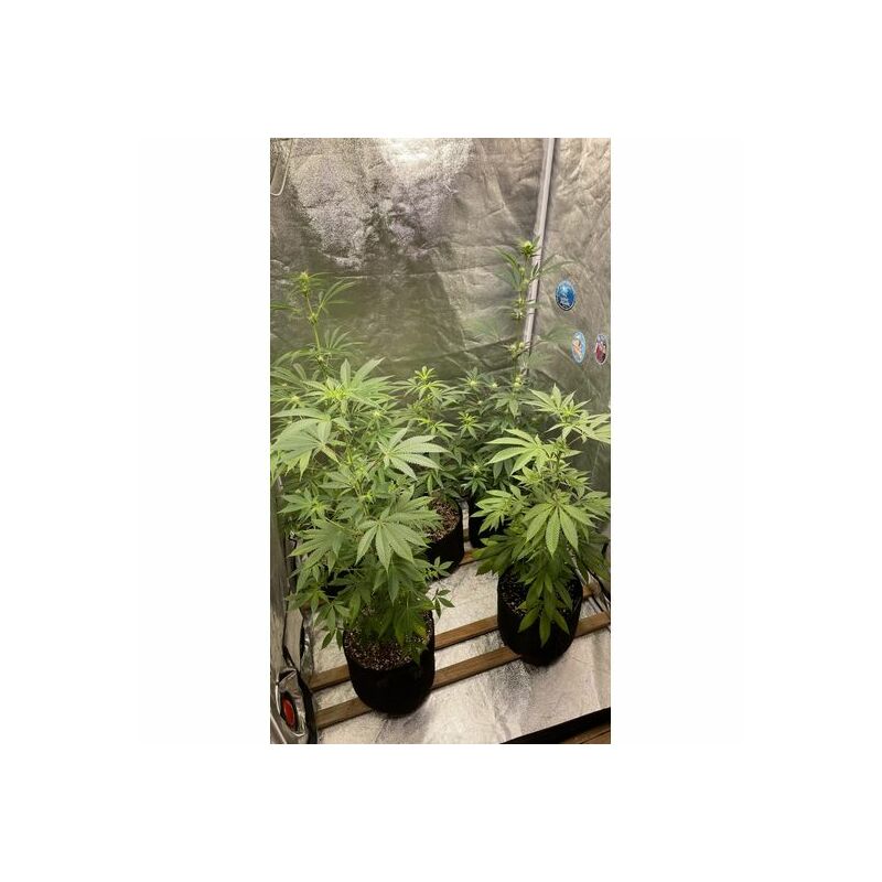 Holy Snow, Фасовка: 3, изображение 2