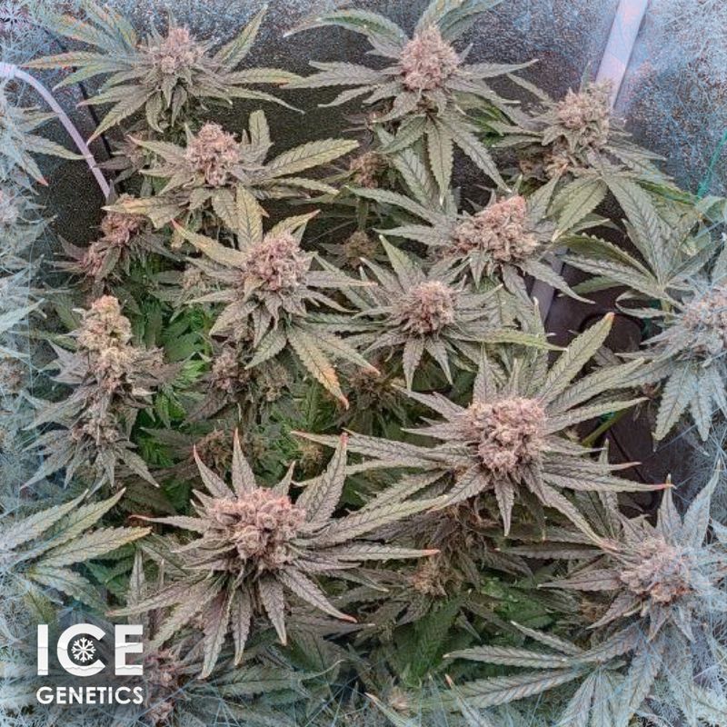 Ice Cream, Фасовка: 3