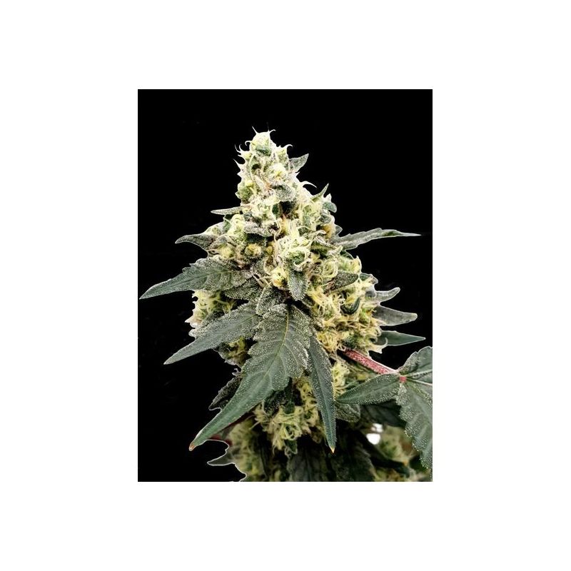 Lemonade Auto, Фасовка: 5