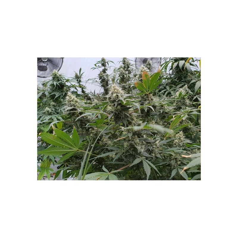 Lemonade Auto, Фасовка: 5, изображение 2