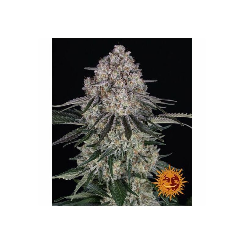 Sour Diesel Auto, Фасовка: 5