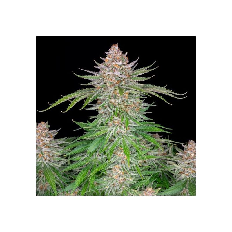 Strawberry Pie Auto, Фасовка: 3