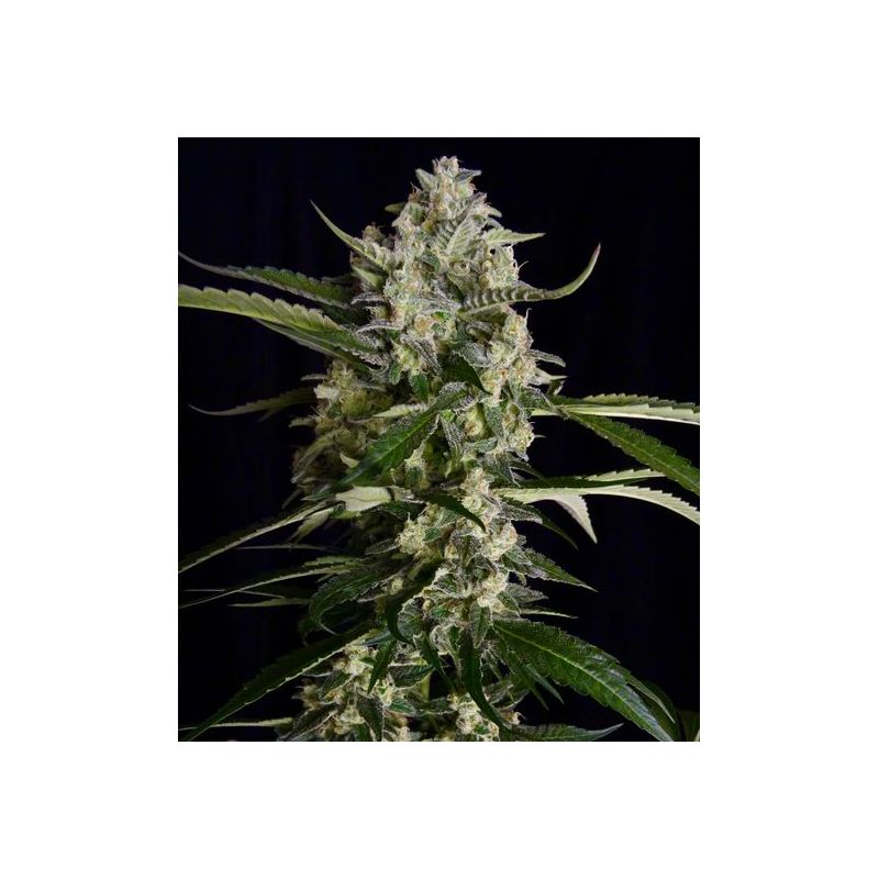 Seriosa, Фасовка: 3