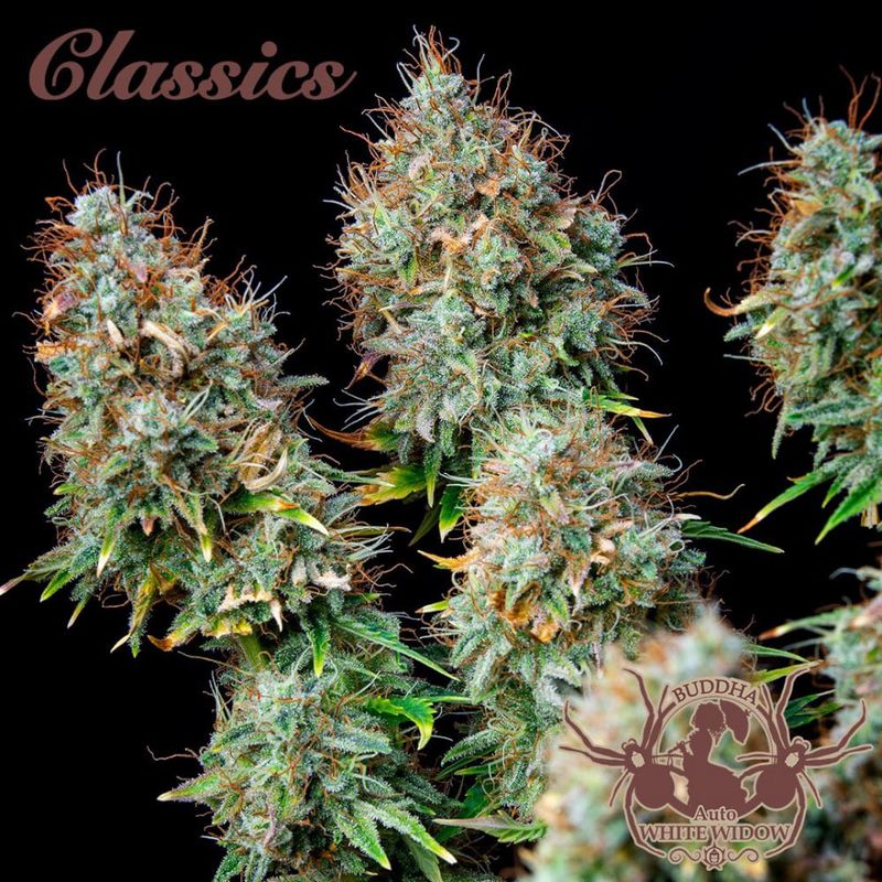 White Widow Auto, Фасовка: 3+1, изображение 2