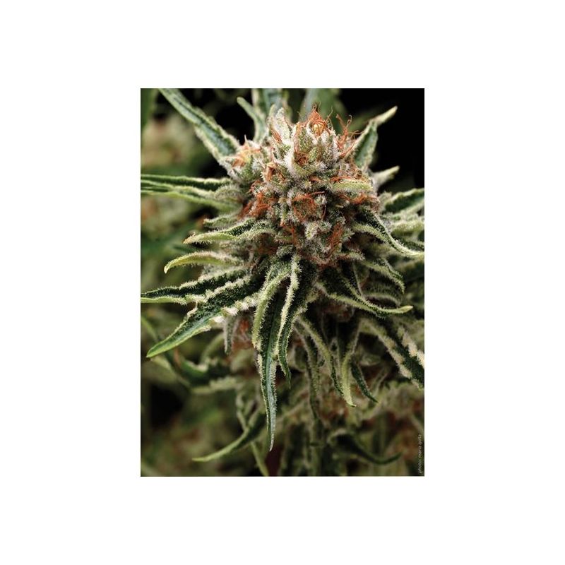 Auto Shark, Фасовка: 3+1