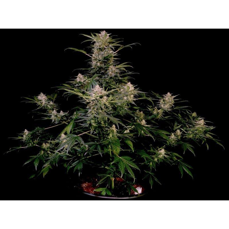 AK Triple Haze Auto, Фасовка: 3, изображение 5