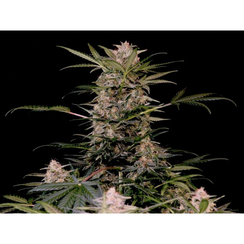 AK Triple Haze Auto, Фасовка: 3, изображение 4