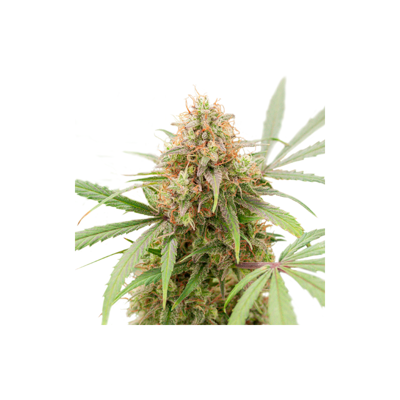 AK Triple Haze Auto, Фасовка: 3