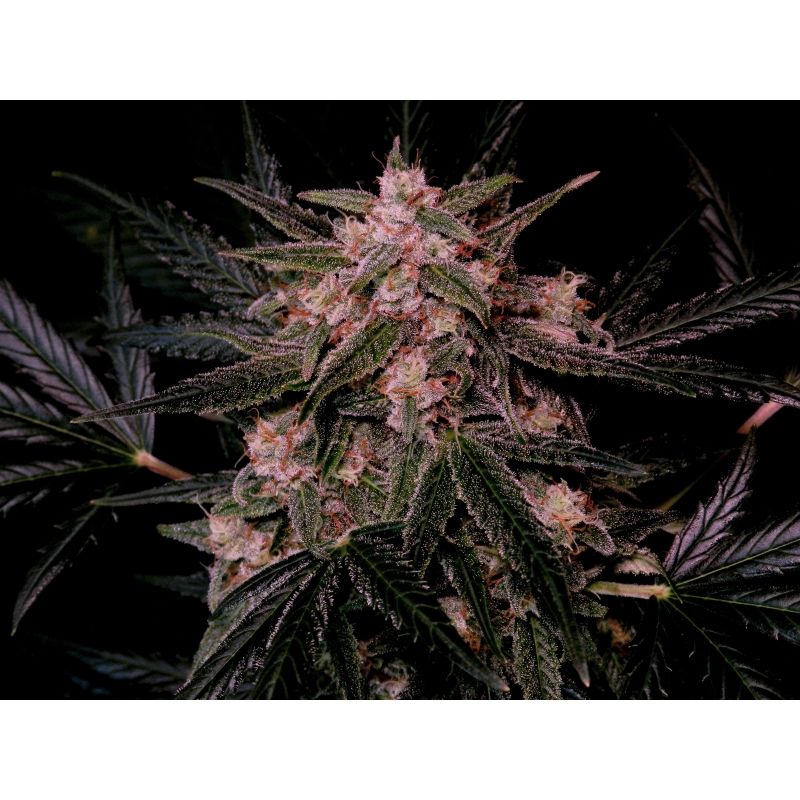 AK Triple Haze Auto, Фасовка: 3, изображение 2