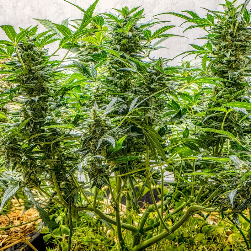 AK Triple Haze Auto, Фасовка: 3, изображение 6