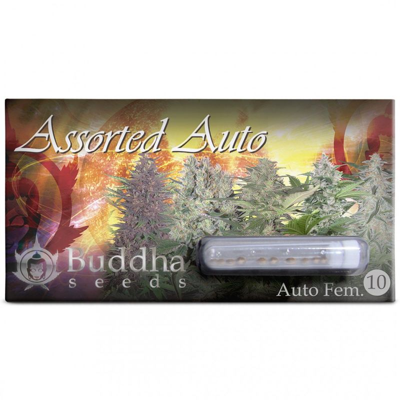 Assorted Auto, Фасовка: 10, изображение 3