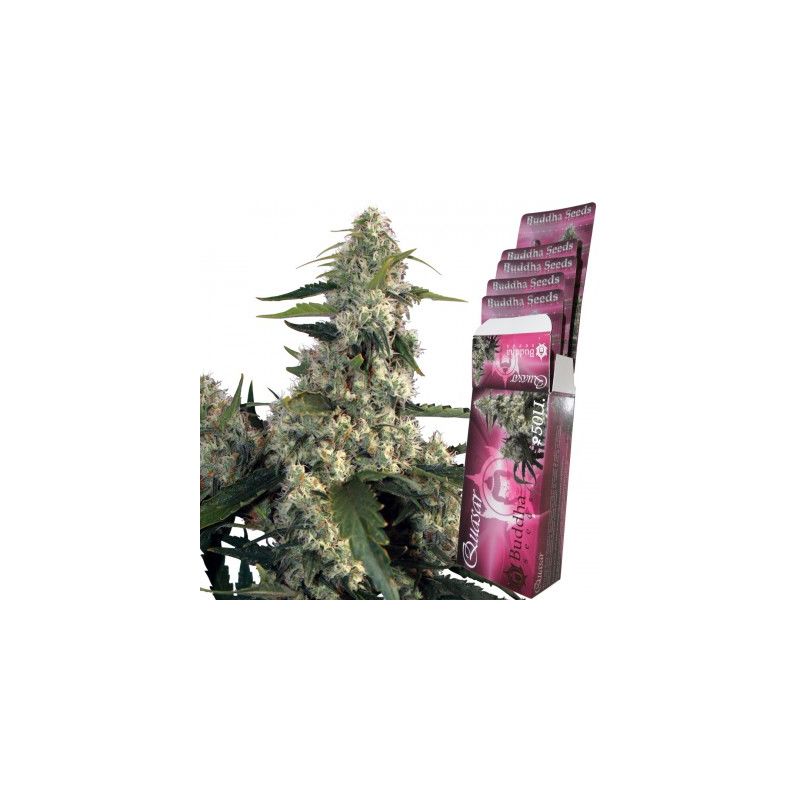 Quasar, Фасовка: 3+1, изображение 2