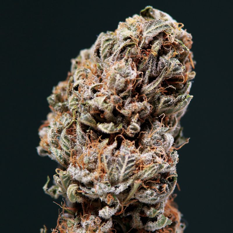 Syrup Auto, Фасовка: 3+1, изображение 5