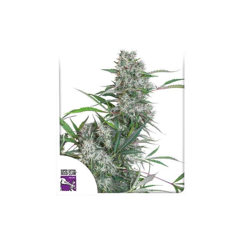 Creeper, Фасовка: 12