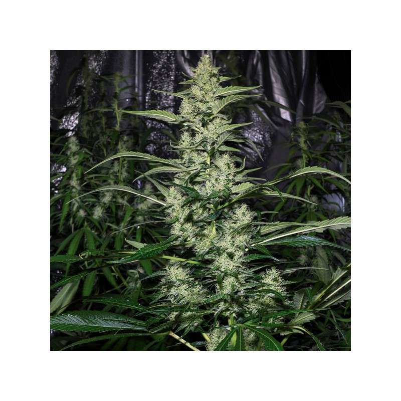 Creeper, Фасовка: 12, изображение 3