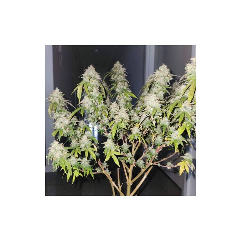 GranDaddy Purple, Фасовка: 3, изображение 2