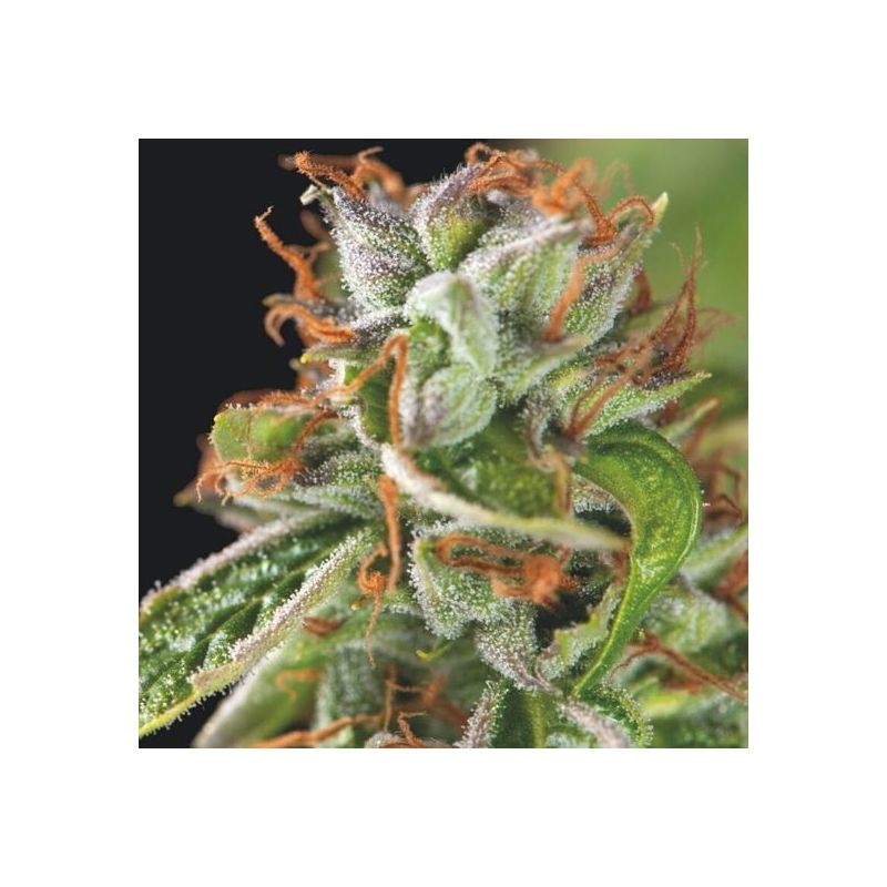 Double Og Haze, Фасовка: 3+1