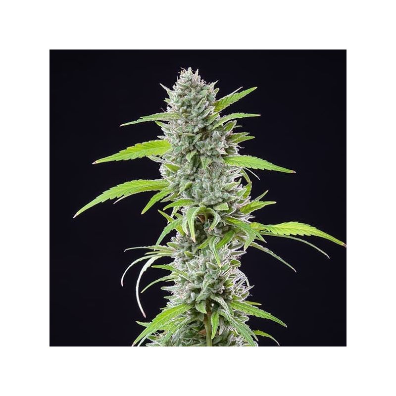 El Patron, Фасовка: 3, изображение 3