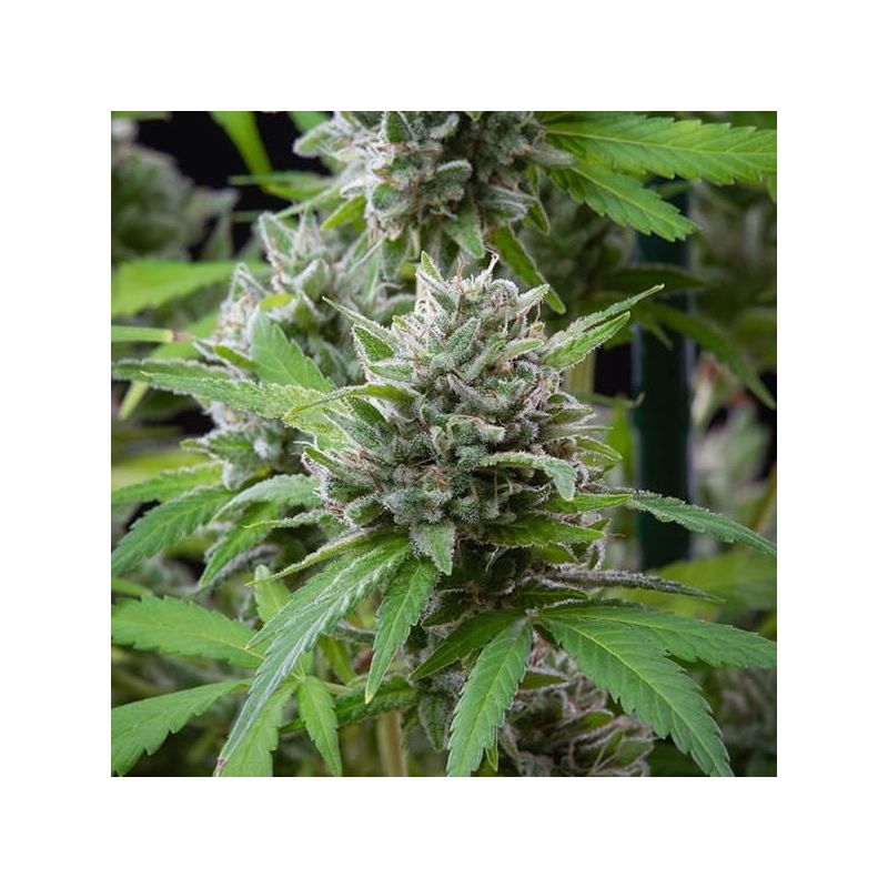 El Patron, Фасовка: 3, изображение 2