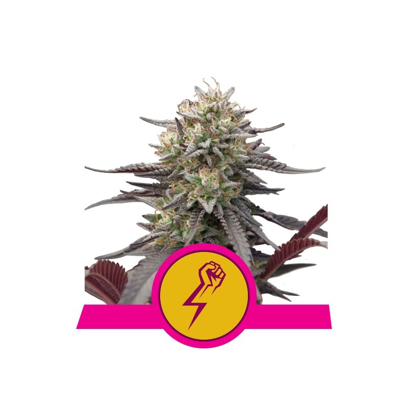 Green Crack Punch, Фасовка: 3