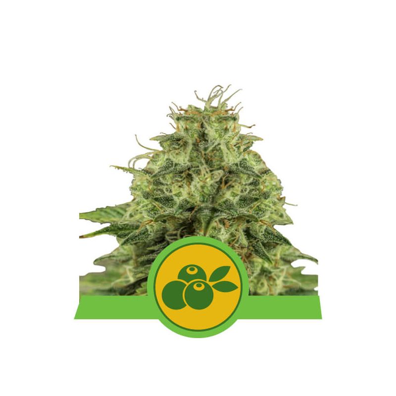 Haze Berry Auto, Фасовка: 25