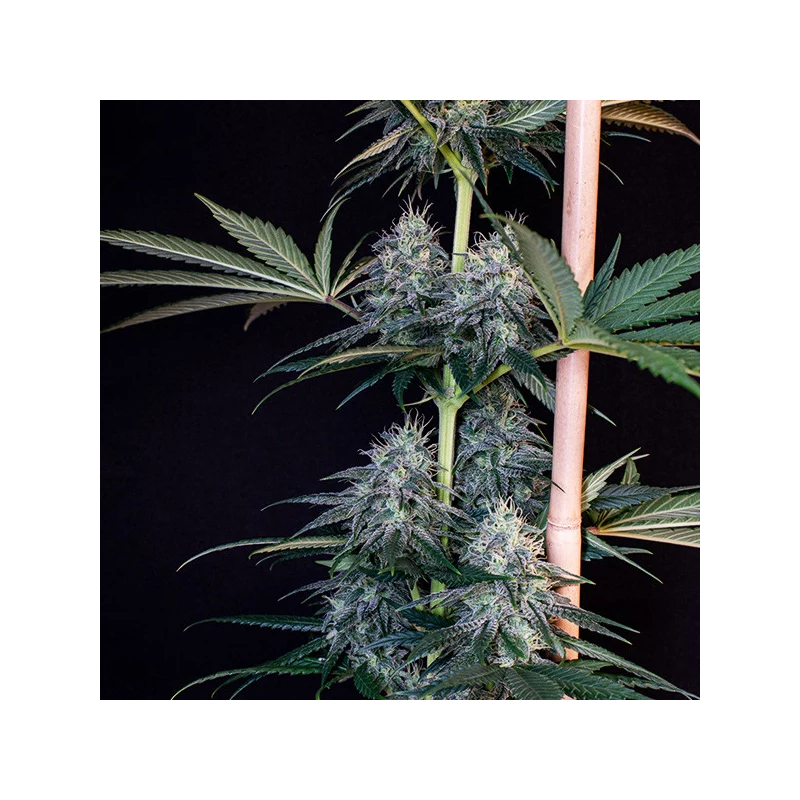 Cookies Gelato, Фасовка: 3, изображение 3