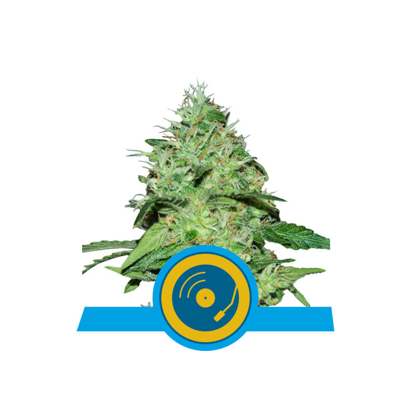 Joanne's CBD, Фасовка: 3