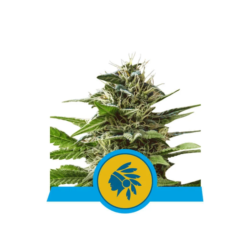 Tatanka Pure CBD, Фасовка: 25