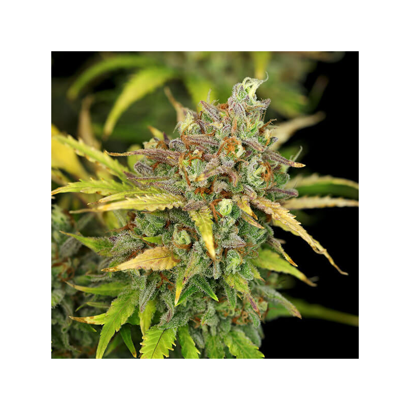 Sweet ZZ Auto, Фасовка: 25, изображение 3