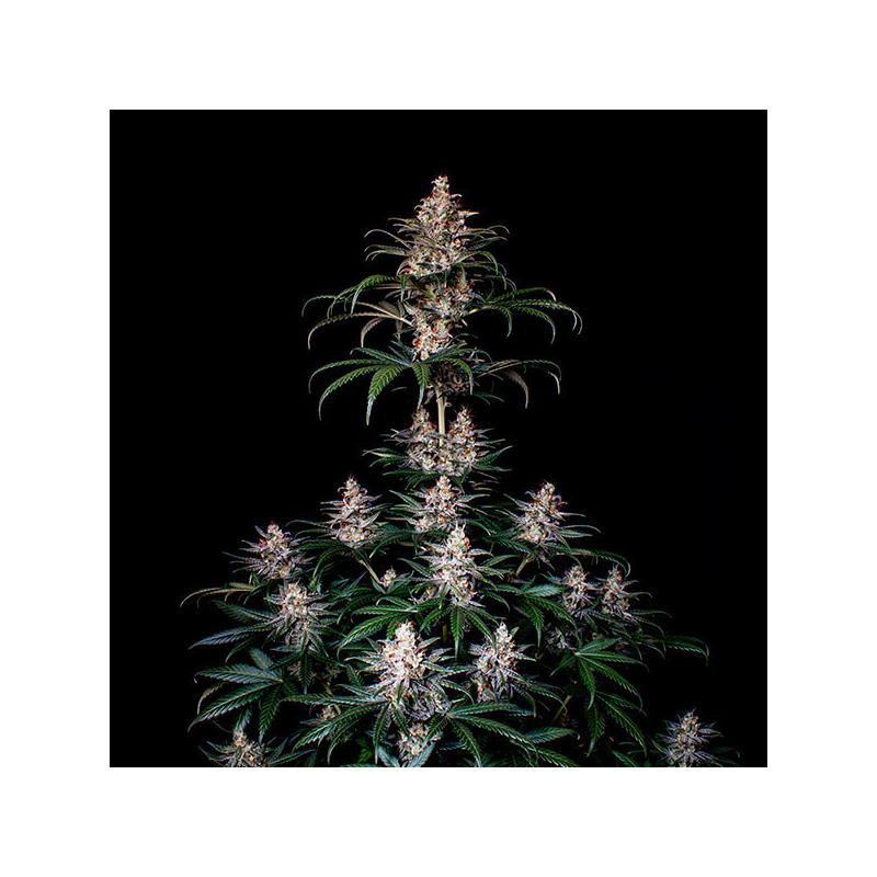 Shogun, Фасовка: 3