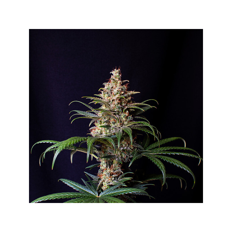 Shogun, Фасовка: 3, изображение 2