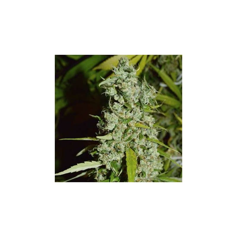 Kees' Old School Haze Reg, Фасовка: 12, изображение 2