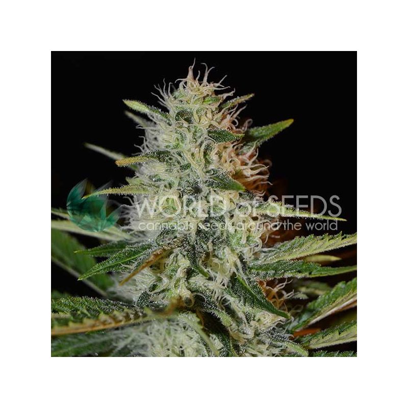 Kilimanjaro, Фасовка: 3, изображение 2