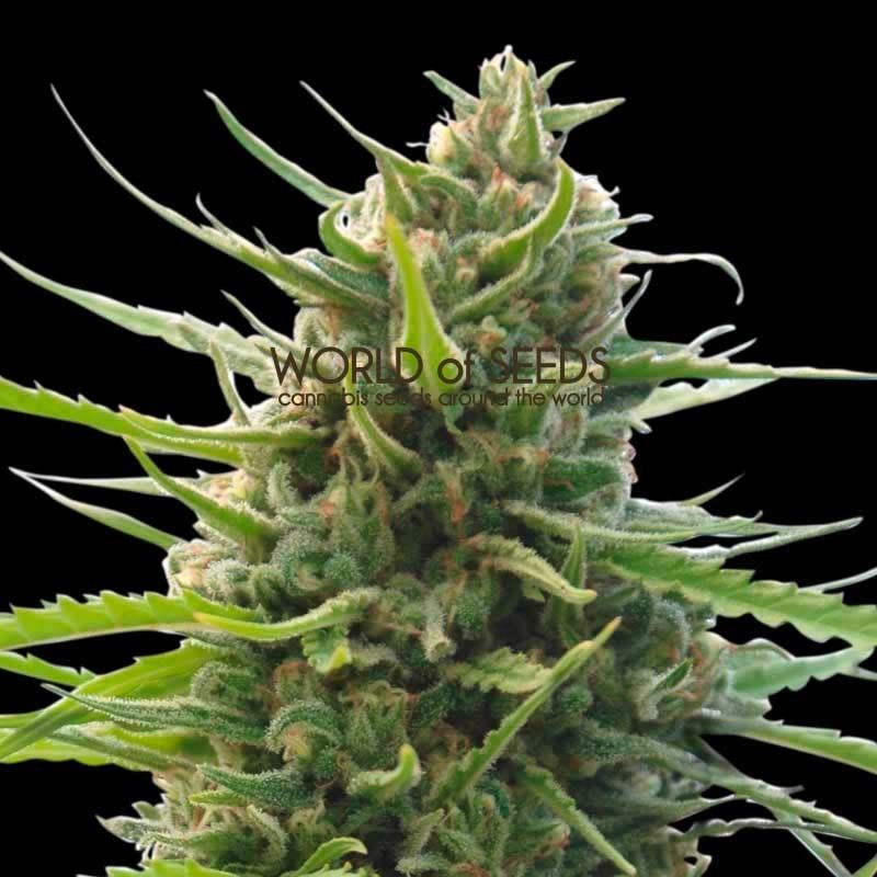 Kilimanjaro Reg, Фасовка: 10