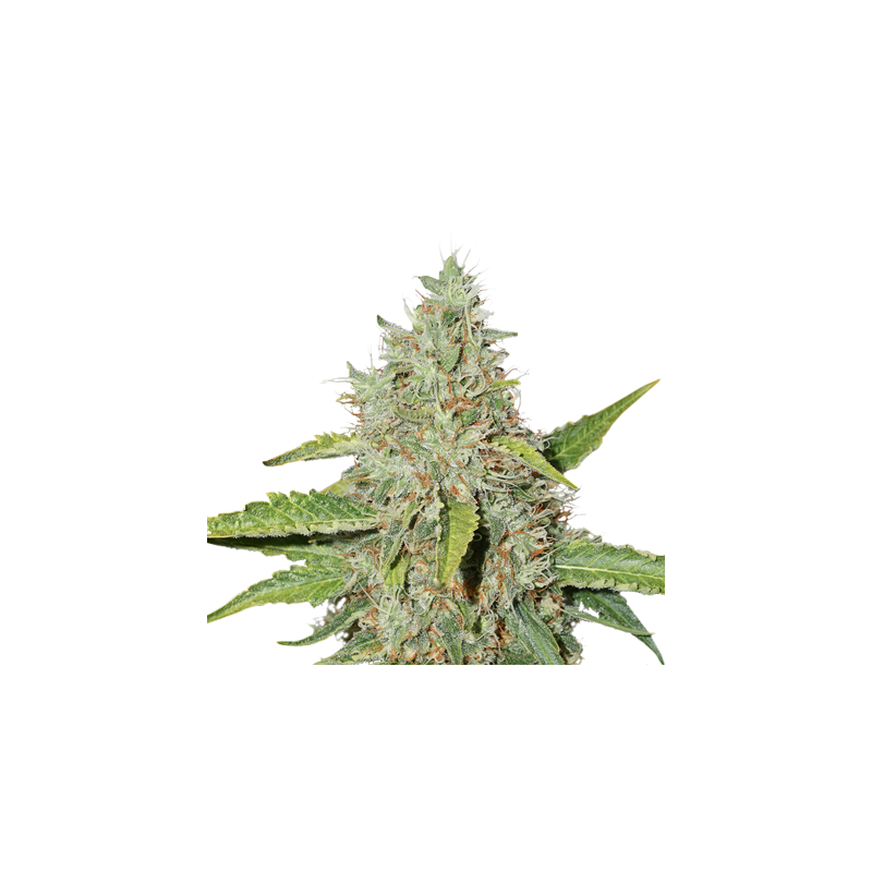 Northern Lights Auto, Фасовка: 25