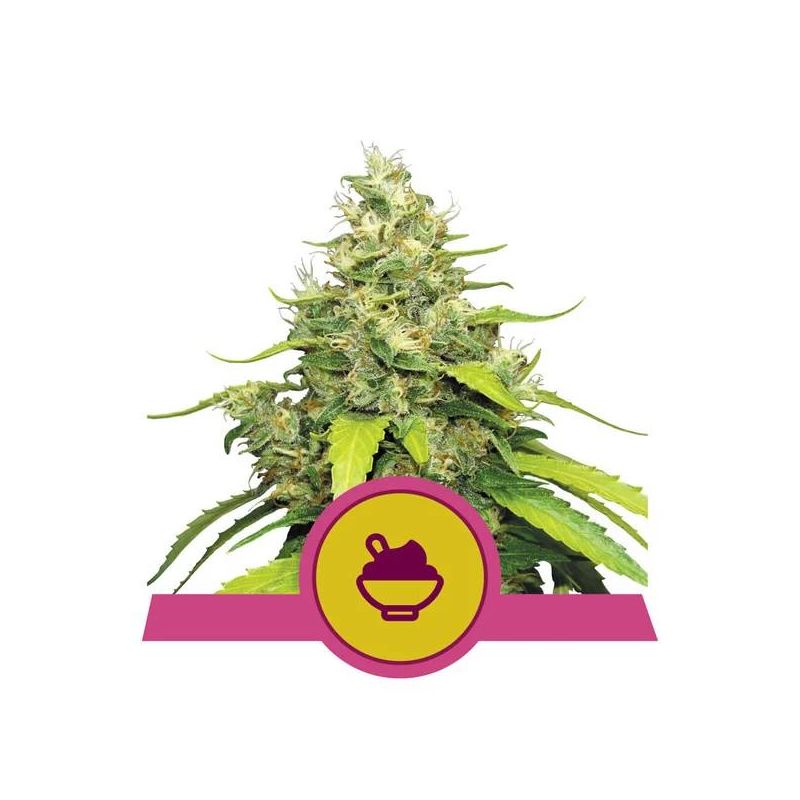 Blue Gelato, Фасовка: 3