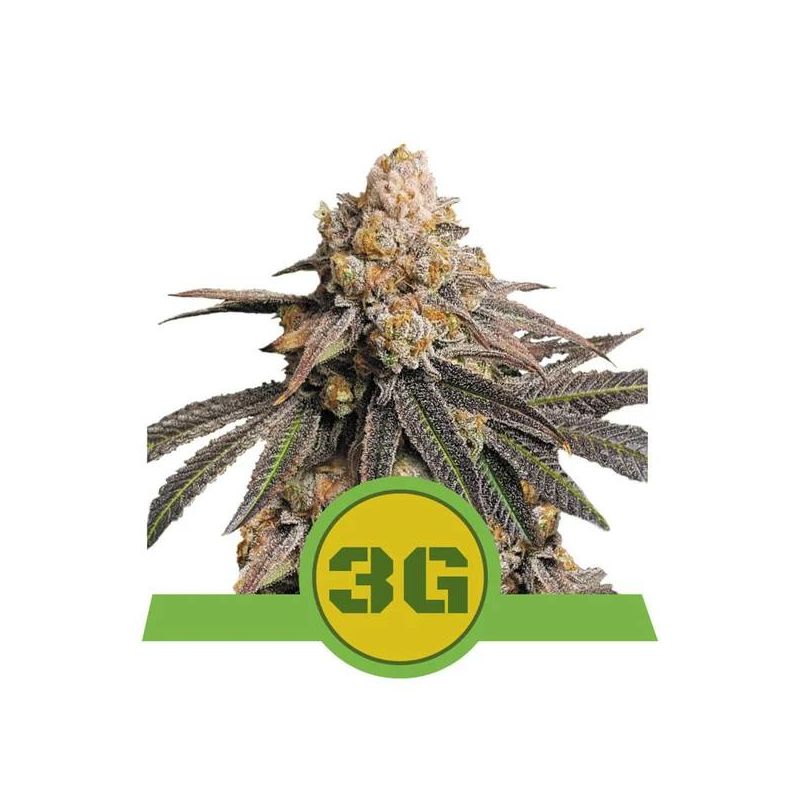 Triple G Auto, Фасовка: 5