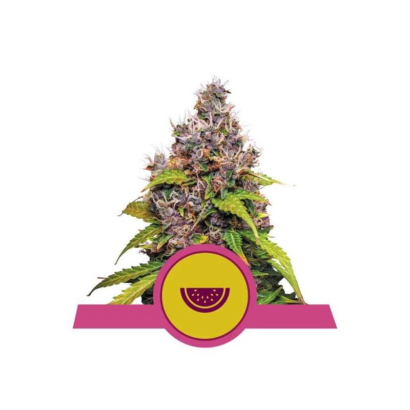 Watermelon, Фасовка: 5