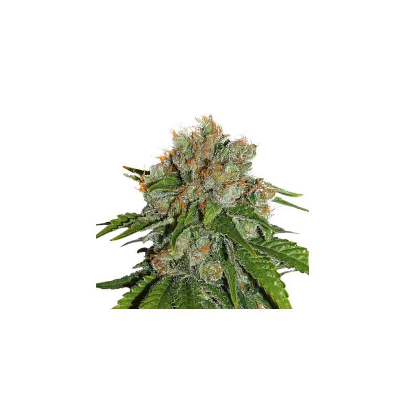 Amnesia Auto, Фасовка: 1