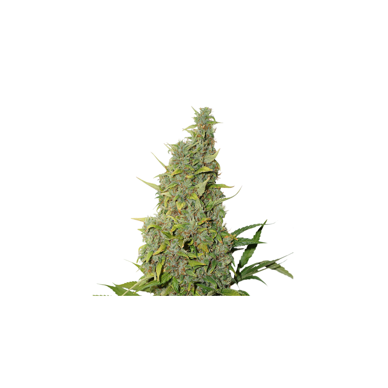 Bcn Power Plant Auto, Фасовка: 1